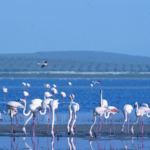 Tag 5:  Alcaudete- Baena. 16,5 km, 265m Aufstieg (ohne Transfer 25 km, 292 m Aufstieg)