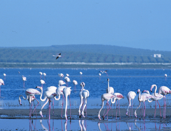 186 Califato Laguna Salobral Alcaudete Flamencos Legado